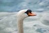 Natur-1_1.jpg
